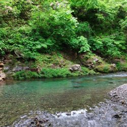 アマゴたちは元気いっぱい